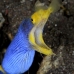 eel_ribbon_bhr_tam_v_0229_bal6050.jpg